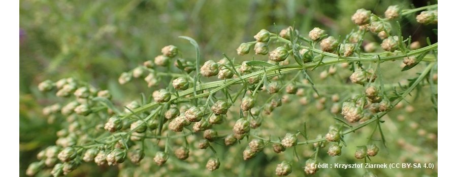 Artemisia annua, l'actrice, le professeur et le paludisme