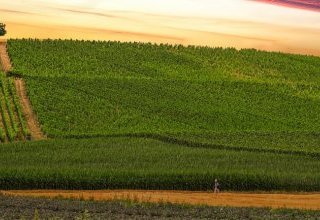 De l'agriculture de subsistance à la productivité