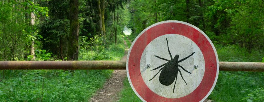 Maladie de Lyme : et si le scandale était ailleurs ?