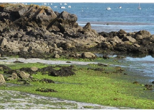 Les algues vertes sur le littoral breton : vers la fin d'une controverse ?