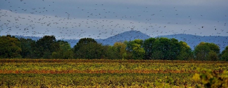 [19 mai 2022 - Biarritz] Biodiversité - L'érosion du vivant, le rôle de l'agriculture